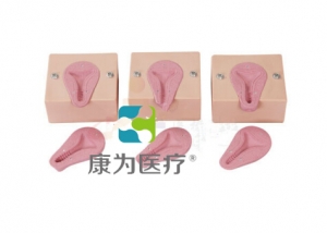 “康為醫(yī)療”高級人工流產模擬子宮模型,高級人工流產操作模型