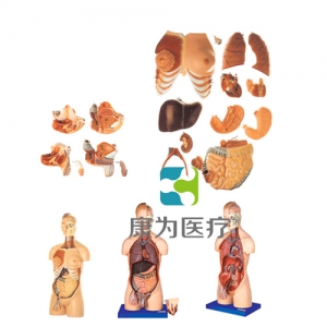 “康為醫(yī)療”男性、女性外兩性互換人體頭頸軀干模型