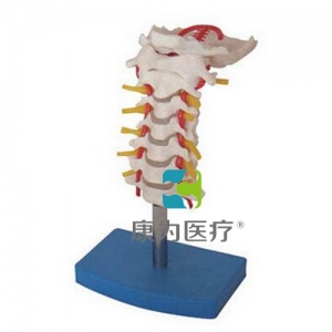 “康為醫(yī)療”頸椎帶頸動脈、后枕骨、椎間盤與神經(jīng)模型