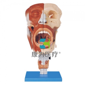 “康為醫(yī)療”鼻、口、咽、喉腔模型
