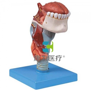 “康為醫(yī)療”喉連舌、牙模型