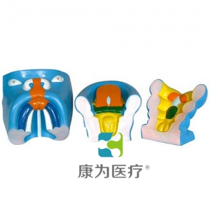 “康為醫(yī)療”口腔、鼻及舌的發(fā)生模型