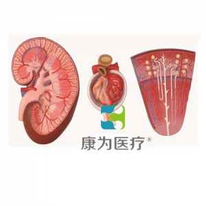 “康為醫(yī)療”腎與腎單位、腎小球放大模型