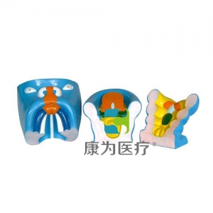 “康為醫(yī)療”口腔、鼻及舌的發(fā)生（3部件）