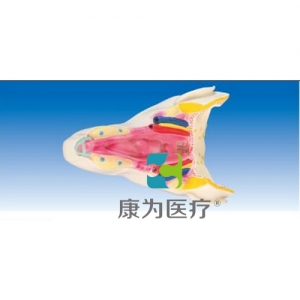 “康為醫(yī)療”咽腔后面觀（咽喉壁?。? width=