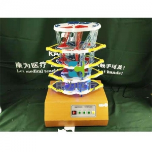 “康為醫(yī)療”脊髓的內(nèi)部結構和上、下行纖維電動模型