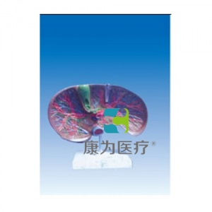 “康為醫(yī)療”肝膽解剖、甘血管、膽管的肝分布