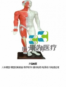 “康為醫(yī)療”蒙醫(yī)鍵控多媒體按摩點穴電子人體模型（中文版本，粵語版本，英語版本，蒙古語版本）