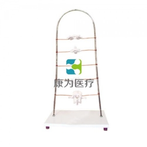 “康為醫(yī)療”寰、樞、頸、胸、腰椎模型