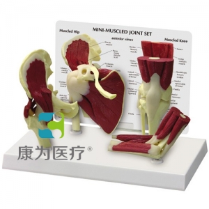 “康為醫(yī)療”醫(yī)患關系溝通模型-正常肩、髖、膝、肘關節(jié)附肌肉模型 （醫(yī)學指導模型）