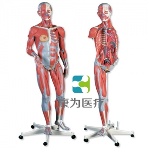 豪華型兩性人體肌肉臂模型，45部分