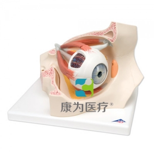 眼窩中的眼模型，實物的3.5倍，8部分