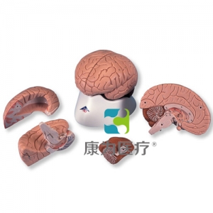 經(jīng)典腦模型，4 部分
