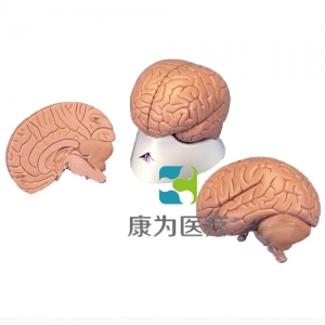 標準腦模型，2部分