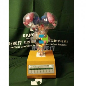 “康為醫(yī)療”腦、腦干水平切和腦神經(jīng)核立體關系電動模型